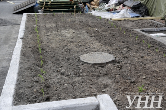 На Майдане Незалежности посадили огород и строят свинарник