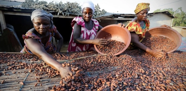 В Африке остановлены заводы по переработке какао-бобов из-за роста цен — Reuters