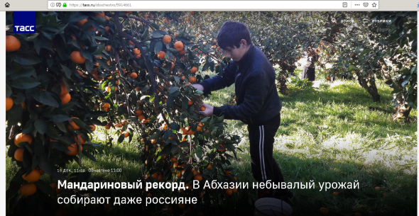 Все в Абхазию за мандаринами...рекордный урожай